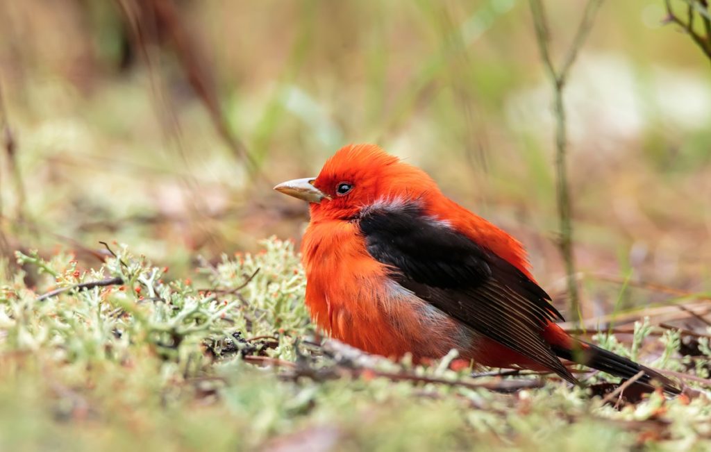 Scarlett Tanager by Neil Lewis NPS