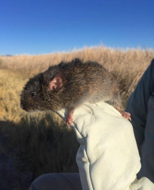 Amargosa Vole being released Amargosa Vole being released