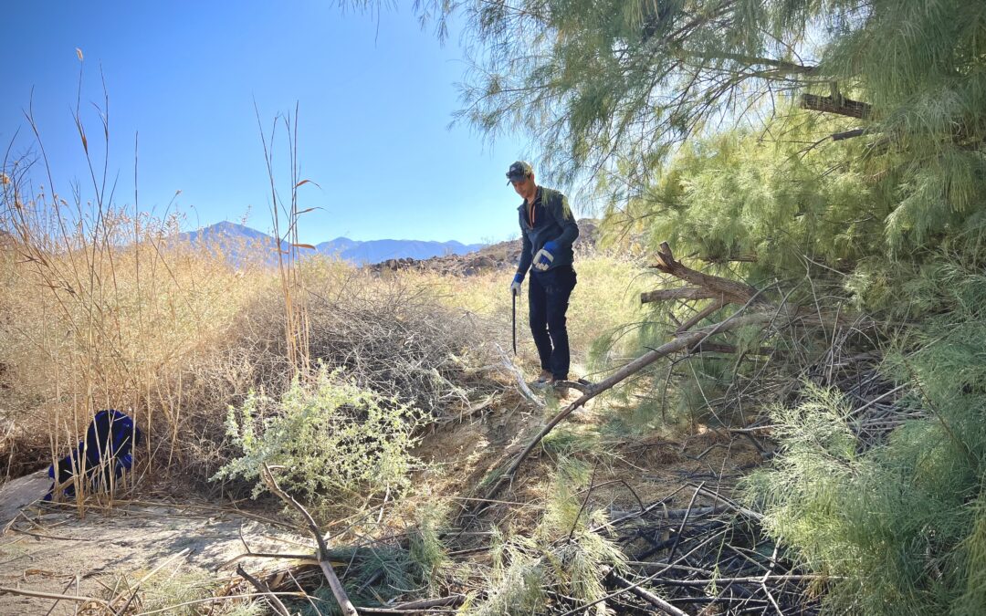 Volunteer Project to Trim Athel Grove at Salt Creek Hills