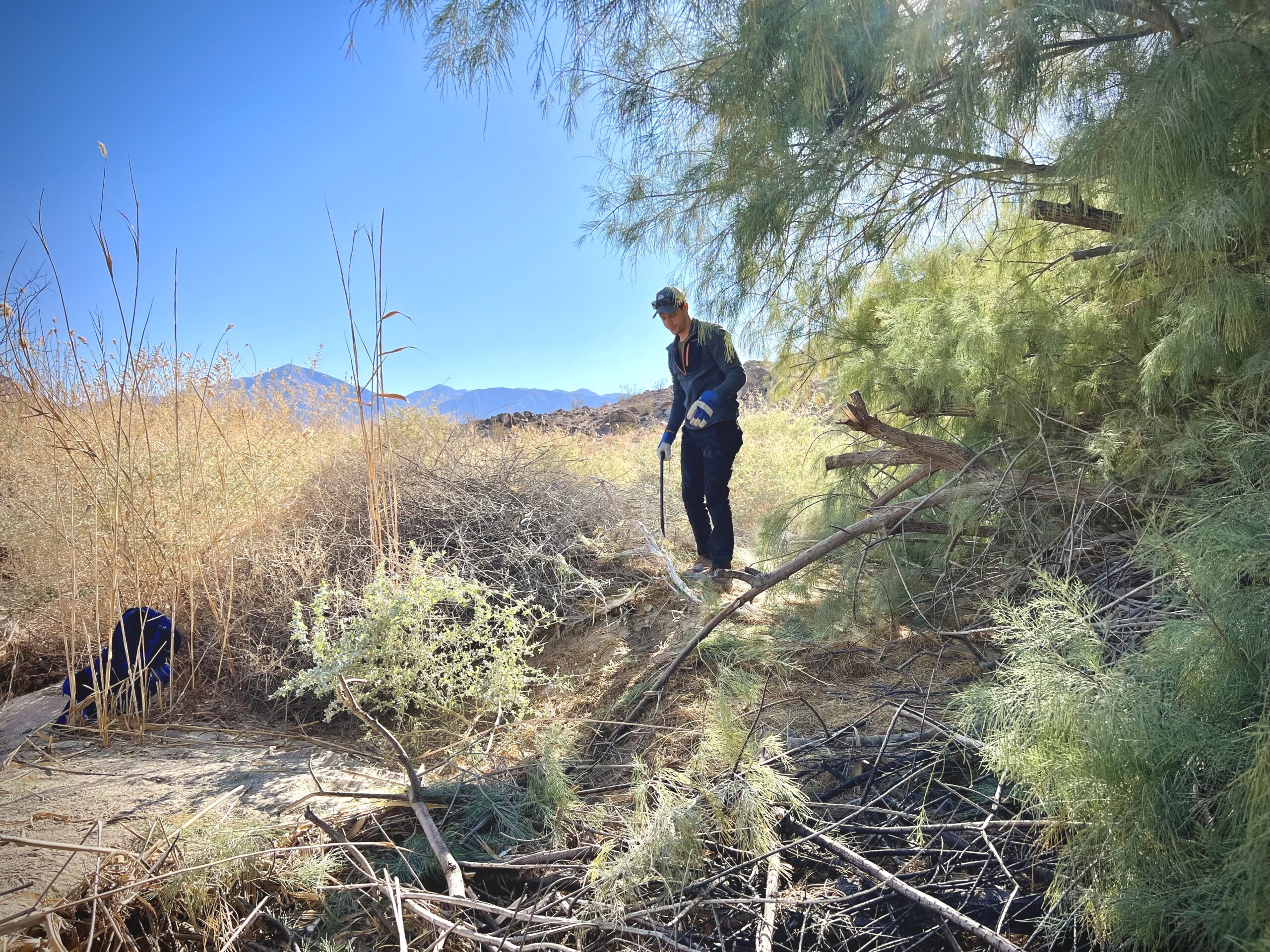 Volunteer Project to Trim Athel Grove at Salt Creek Hills