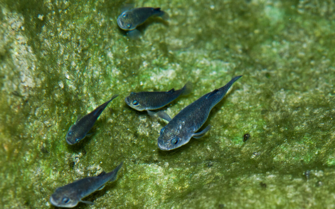 Fishes of the Amargosa Basin