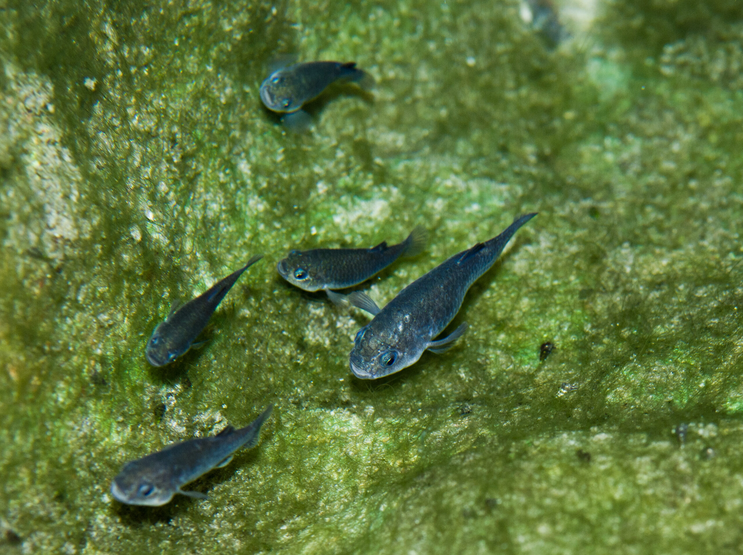 Fishes of the Amargosa Basin