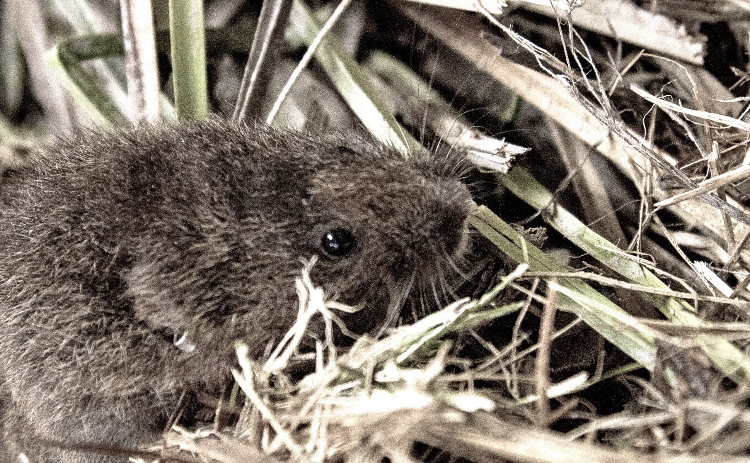 CDFW News Release: Endangered Voles Begin To Repopulate In Inyo County, With Help From Scientists, Conservationists And Landowner
