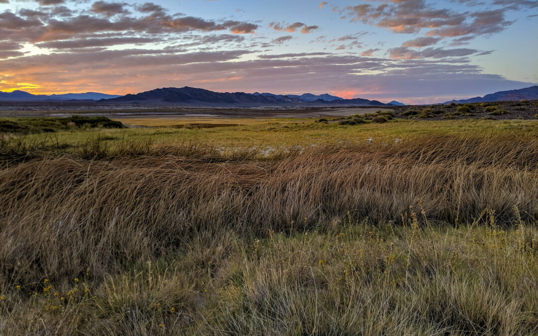 Executive Director’s Report: The Deep Value of our Remaining Wetlands