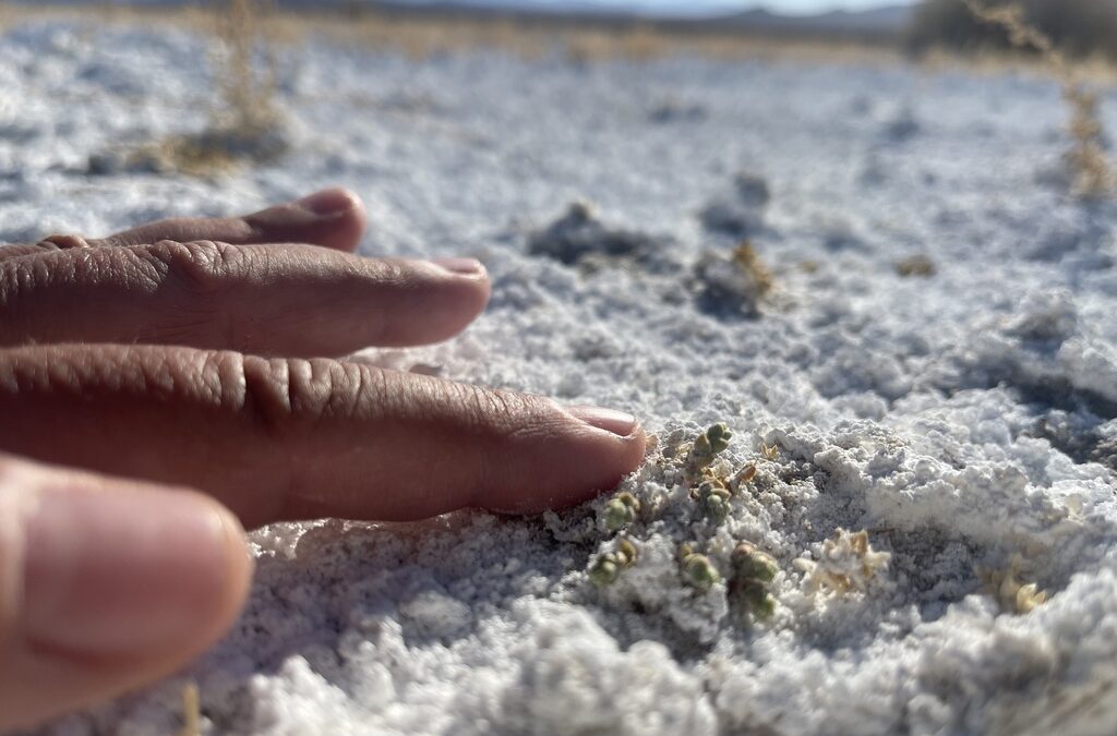 Rare Plants of Tecopa