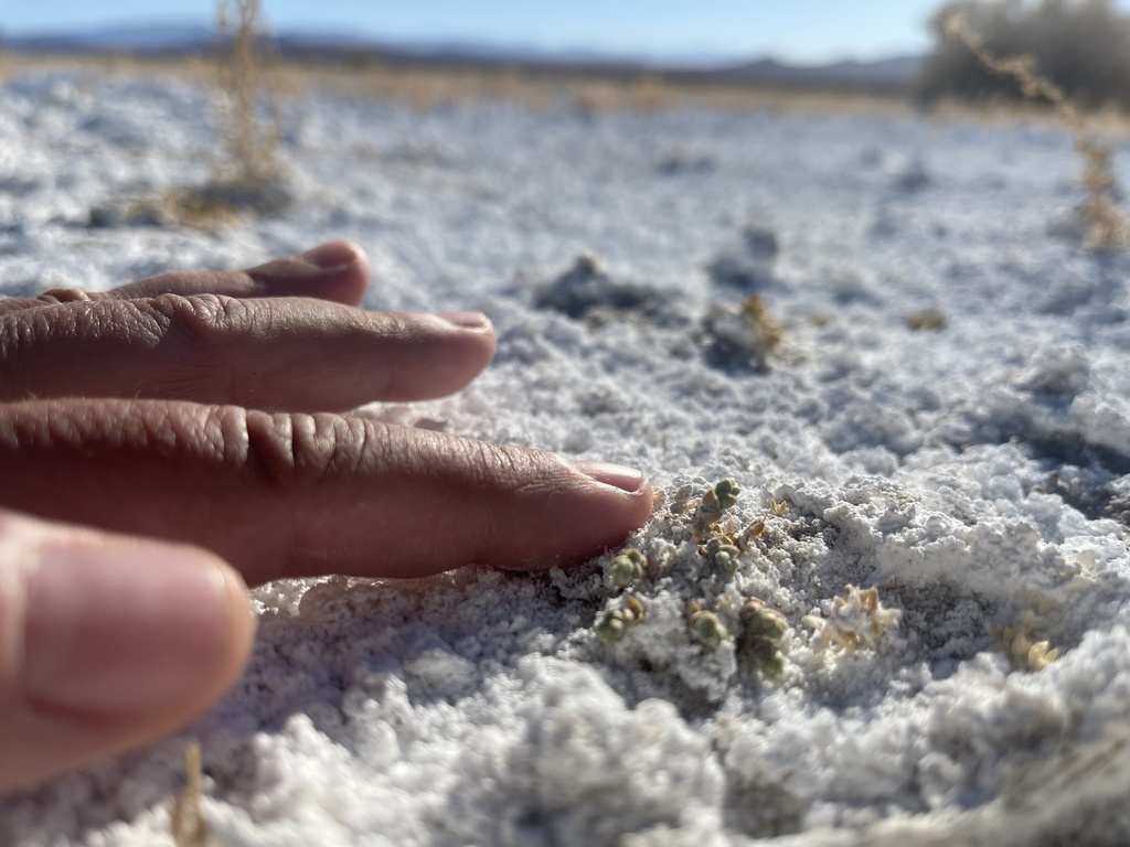 Rare Plants of Tecopa