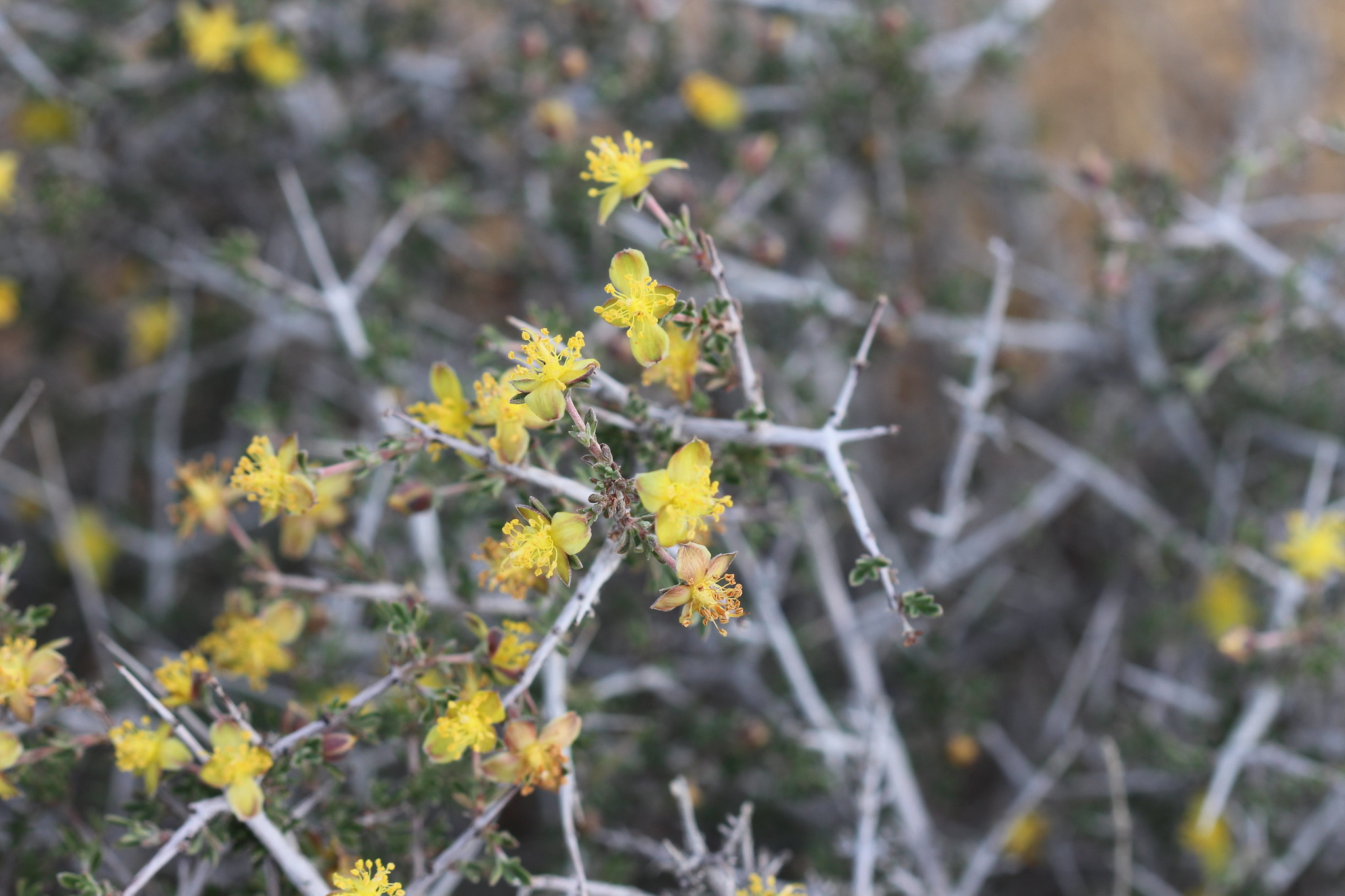 Enjoy this boring plant, while you can