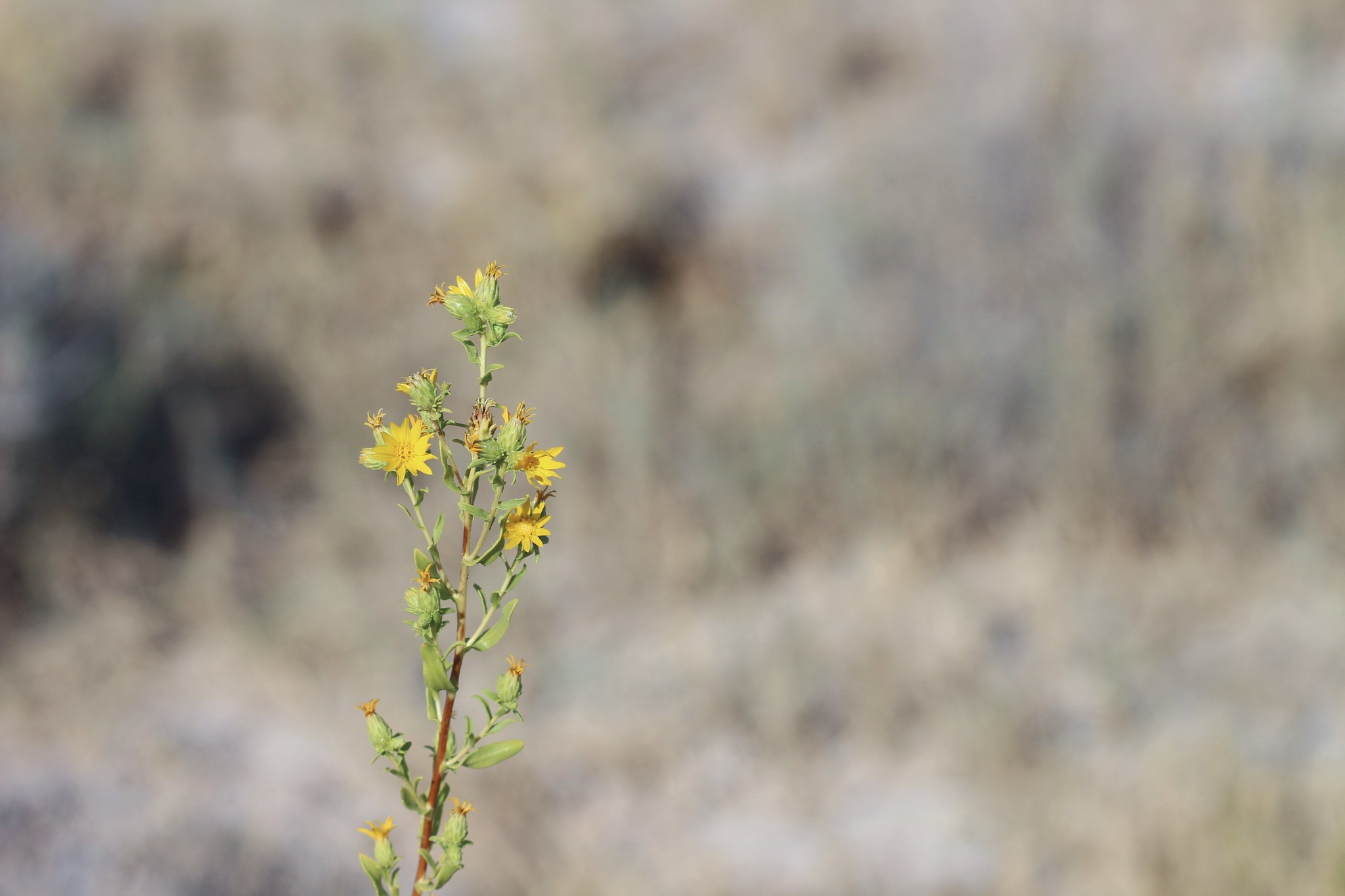 Tamarisk Treatment