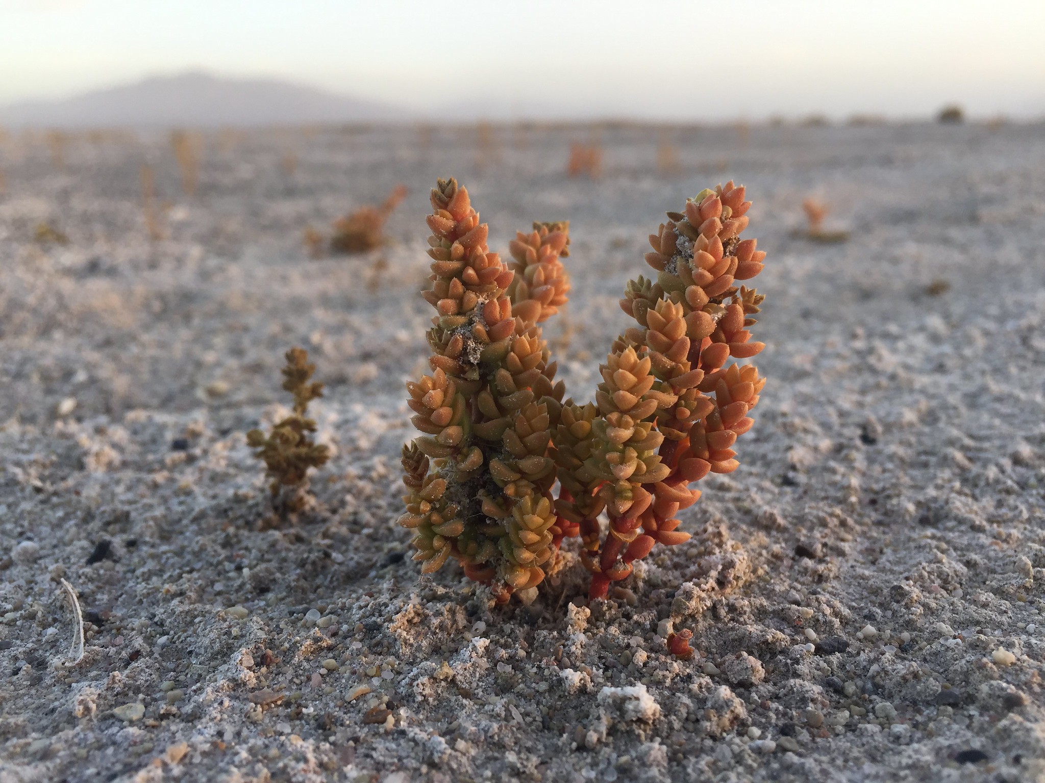 Tamarisk Treatment