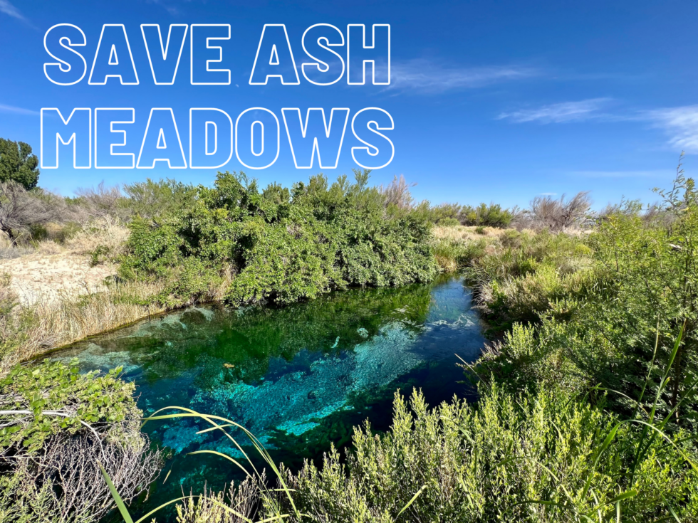 Letter to Leadership: SAVE ASH MEADOWS - Amargosa Conservancy