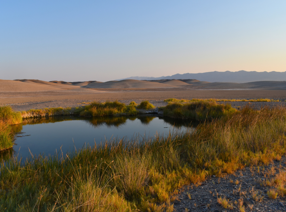 Brush Fire at the Borehole Spring - Amargosa Conservancy