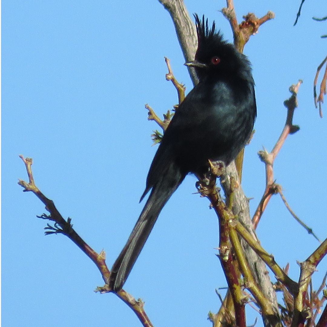 Reflecting on Phainopeplas in Shoshone